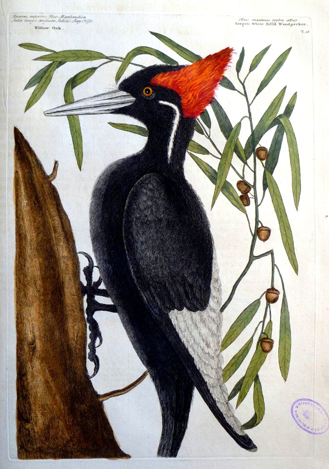Picus maximus rostro albos?.Quercus anpotius, Flex Marilan…