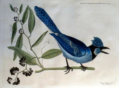 Pica cristata caerulea. Smilax laevis Lauri folio non Serr…