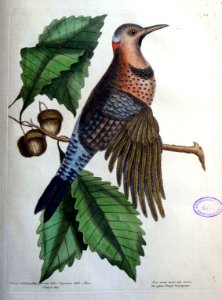 Picus varius major, alis aureis. Quercus castaneae folijs …