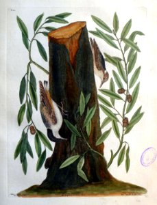 Sitta capite negro. Quercus humilior ... / The small Nutch…
