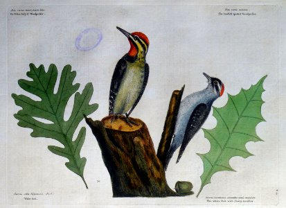 Picus varius minimus / The Yellow belly'd Woodpercker, The…