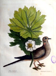Turtur caroliniensis. Anapodophyllon Canadense &c. / The T…