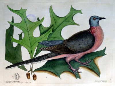 Palumbus migratorius. Quercus Esculi divisura, foliis