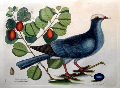 Columba capite albo. Frutex cotinifere folio crafso &c. / …
