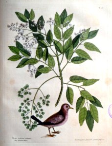 Turtur minimus guttatus. Zanthoxylum Spinosum Lentisci ...…