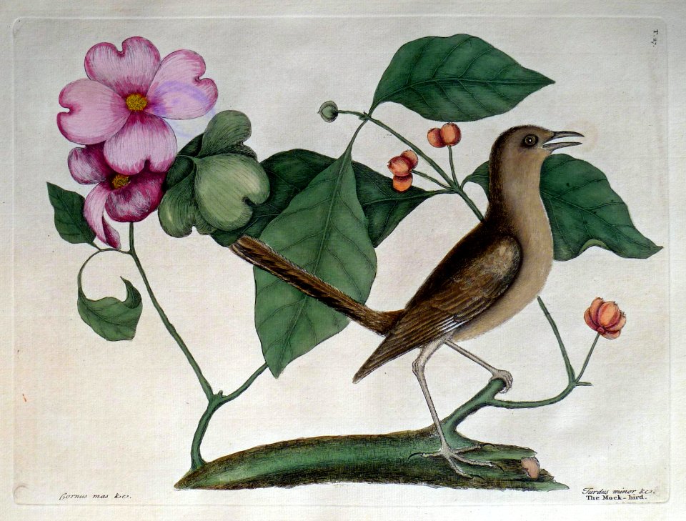 Cornus mas &c. Turdus minor & c. / The Mock - bird