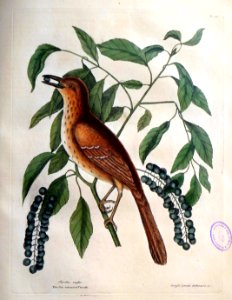 Turdus ruffus. Cerafo Similis arbuscula &c. / The Pox colo…