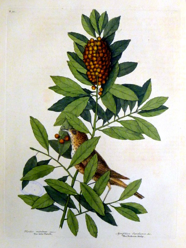 Turdus minimus. Agrifolium Carolinense &c. / The little Th…