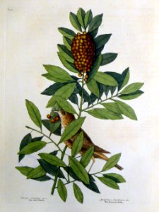 Turdus minimus. Agrifolium Carolinense &c. / The little Th…