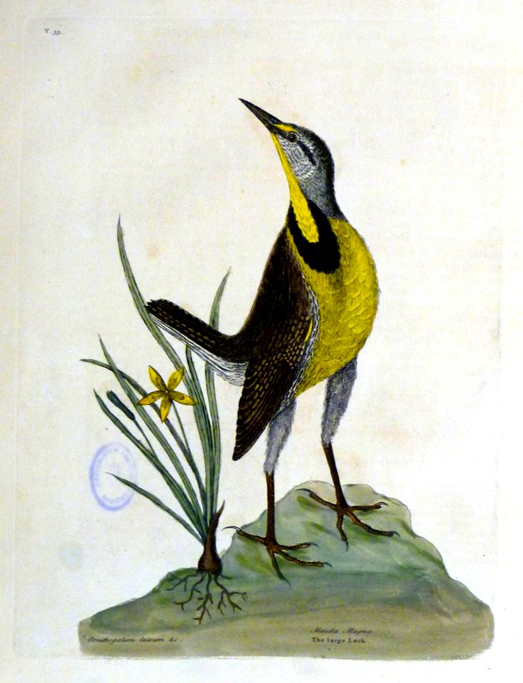 Ornithogalum luteum &c. Alauda magna / The large Lark