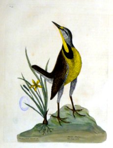 Ornithogalum luteum &c. Alauda magna / The large Lark