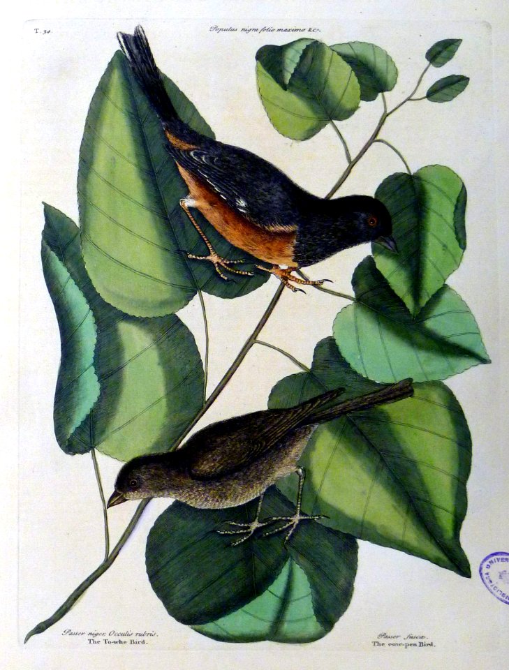 Passer niger, Occulis rubris. Passer fusca / The To-whe Bi…
