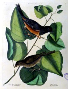 Passer niger, Occulis rubris. Passer fusca / The To-whe Bi…