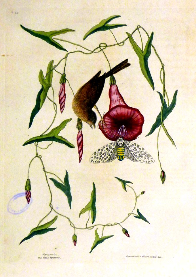 Passerculus. Convolvulus Carolinensis / The little Sparrow…