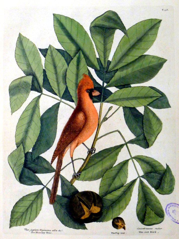 Nux juglans Virginiana alba &c. Coccothraustes ruber / The…