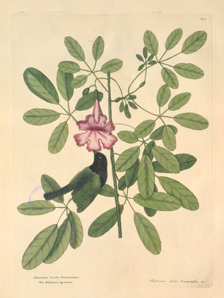 T037