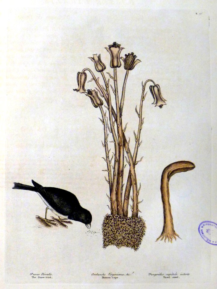 Passer Nivalis. Orobanche Virginiana &c. / The Snow bird