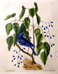 Coccothraustes purpurea. Toxicodendron folijs alatis &c. /…