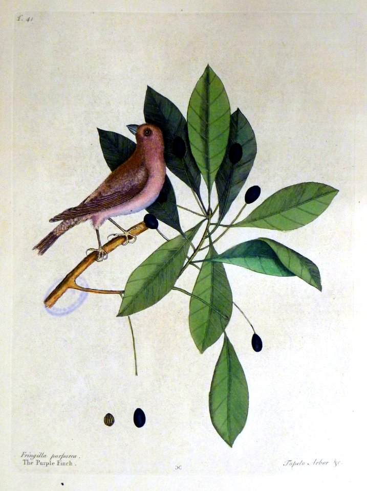 Fringilla purpurea. Tupelo Arbor &c. / The Purple Finch