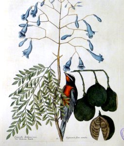 Fringilla Bahamiensis. Bignonia flore caeruleo / The Baham…