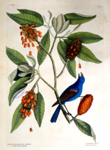 Magnolia Lauri folio, Subtus Albicante. Coccothraustes cae…