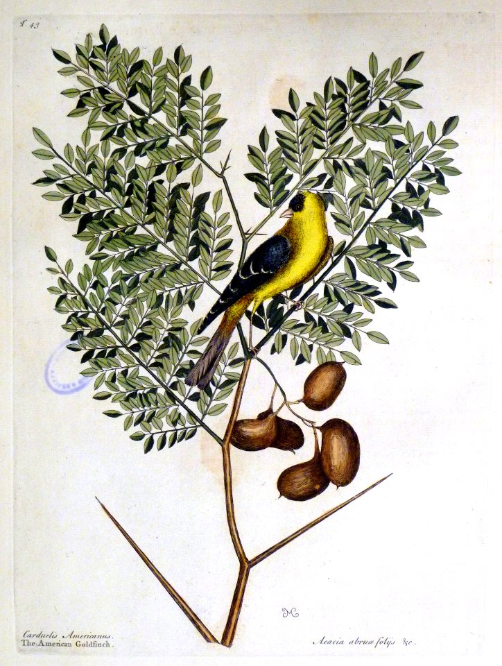 Carduelis Americanus. Acacia abruae folijs &c. / The Ameri…