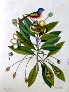 Althea Floridana. Avis tricolor / The Painted Finch