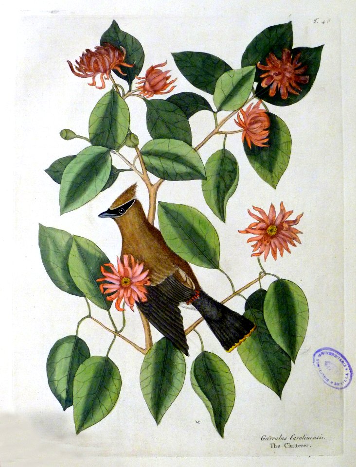 Garrulus Carolinensis / The Chatterer