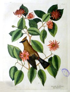 Garrulus Carolinensis / The Chatterer