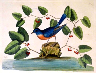 Rubecula americana. Smilax &c. / The Blew bird