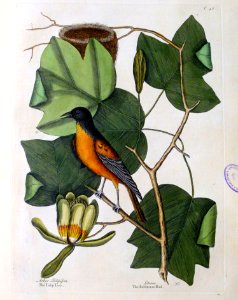 Arbur Tulipifera. Icterus / The Baltimore Bird