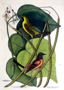 Icterus minor. Mas. & Femina. Bignonia Urucu folijs &c. / …