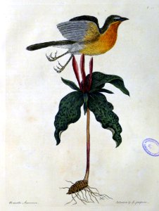 Oenanthe Americana