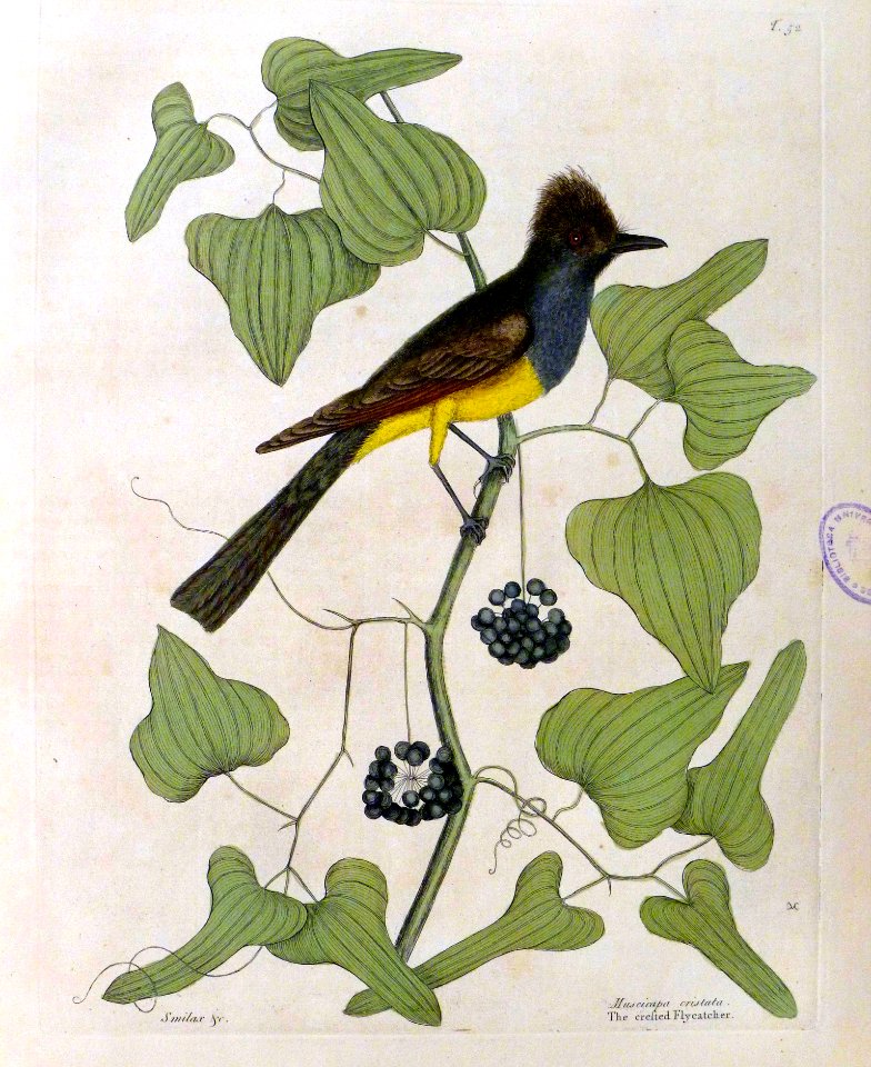The crested Flycatcher