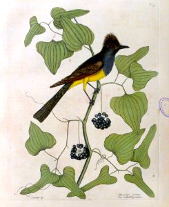 The crested Flycatcher