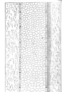 HArteR07T25_0171