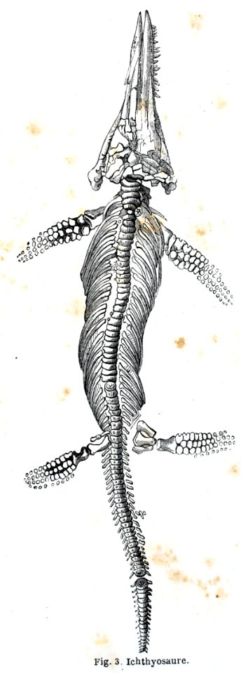 "Ichthyosaure".