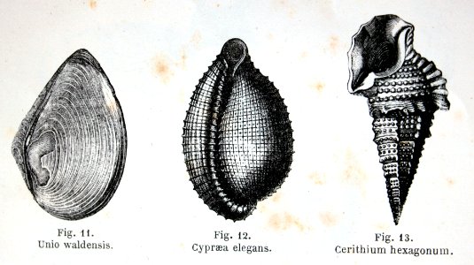 "Unio Waldensis, cypraea elegans, cerithium hexagonum".