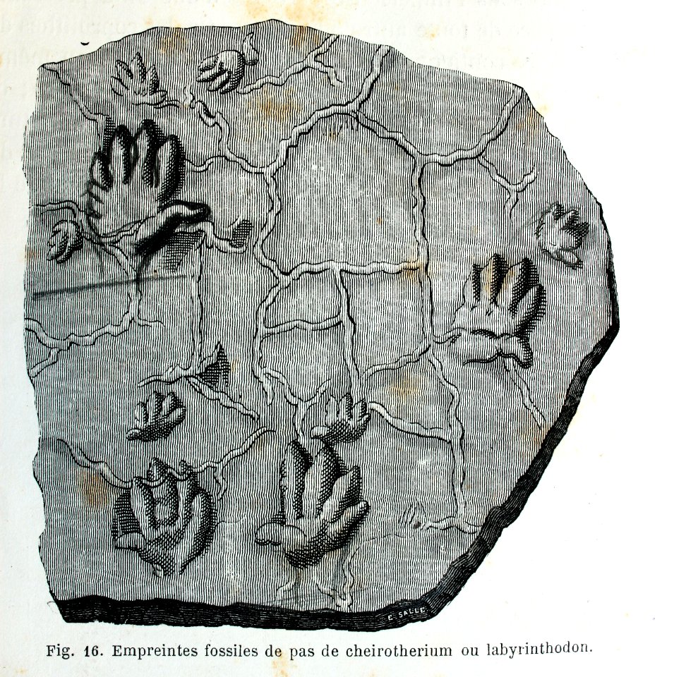 "Empreines fossiles de pas de chreirotherium ou labyrintho…