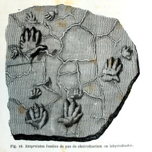 "Empreines fossiles de pas de chreirotherium ou labyrintho…. Free illustration for personal and commercial use.