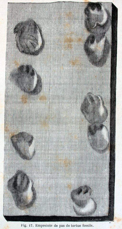 "Empreinte de pas de tortue fossile".
