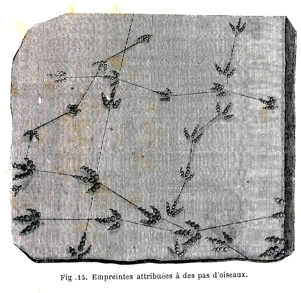 "Empreintes attribuées à des pas d'oiseaux".