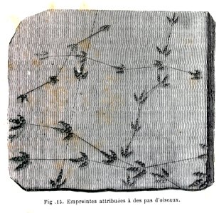 "Empreintes attribuées à des pas d'oiseaux".