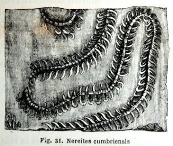 "Nereites cumbriensis".