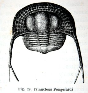 "Trinucleus Pongerardi".