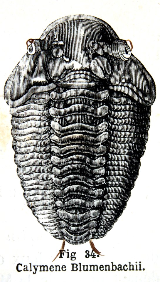 "Calymene Blumenbachii".