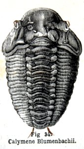 "Calymene Blumenbachii".