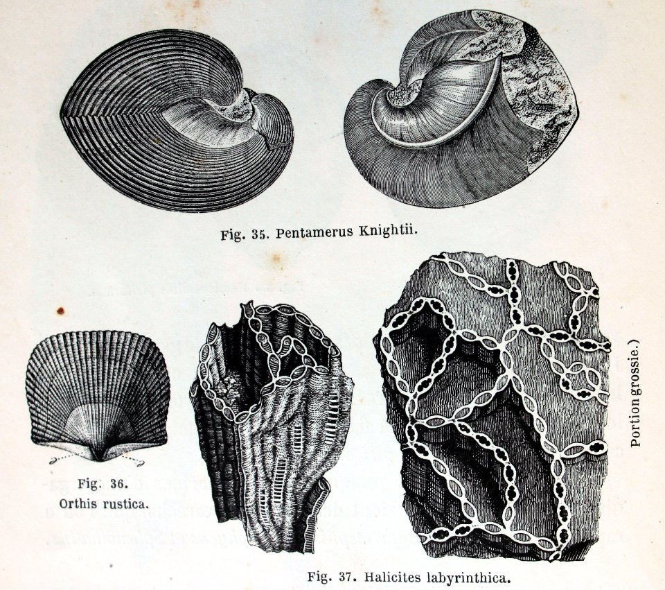 "Pentamerus Knightii, Orthis rustica, Halicites labyrinthi…