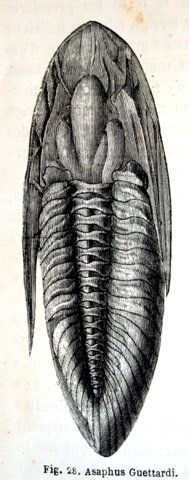 "Asaphus Guettardi".