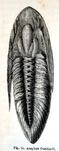 "Asaphus Guettardi".